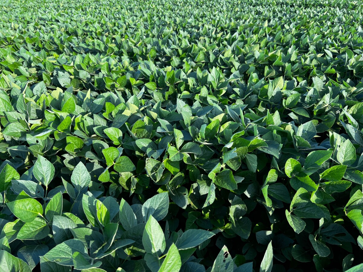 Bunge Global SA: Transformacja Biopaliwowa